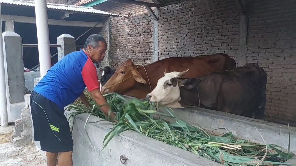 Terlilit Hutang 200 Juta, Petani Dan Peternak Sambut Baik Penghapusan Hutang (Foto : Darfan)