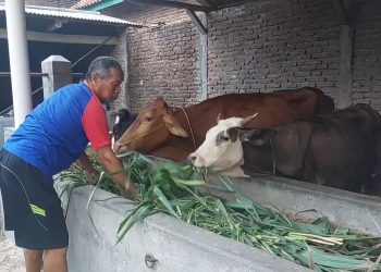 Terlilit Hutang 200 Juta, Petani Dan Peternak Sambut Baik Penghapusan Hutang (Foto : Darfan)