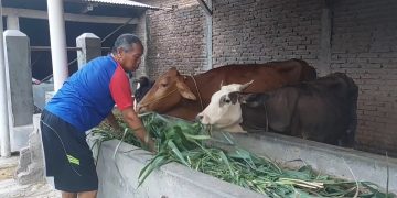 Terlilit Hutang 200 Juta, Petani Dan Peternak Sambut Baik Penghapusan Hutang (Foto : Darfan)