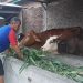 Terlilit Hutang 200 Juta, Petani Dan Peternak Sambut Baik Penghapusan Hutang (Foto : Darfan)