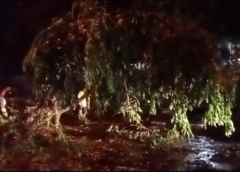 Hujan Deras Dan Angin, Pohon Setinggi Tujuh Meter Tumbang Dan Menimpa Pengendara Sepeda Motor
