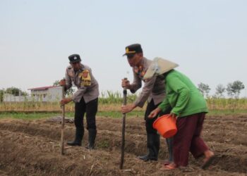 Upaya Meningkatkan Ketahanan Pangan : Kapolsek Gebang Ajak Petani Tingkatkan Produksi Pertanian