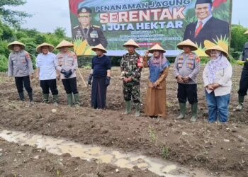 Siapkan Tujuh Hektare Lahan, Petugas Targetkan Panen 3 Bulan Panen Ketahanan Pangan