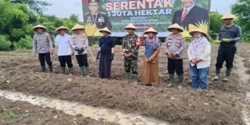 Siapkan Tujuh Hektare Lahan, Petugas Targetkan Panen 3 Bulan Panen Ketahanan Pangan
