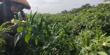 Harga Cabai Rawit Meroket Petani Raup Untung Jutaan Rupiah