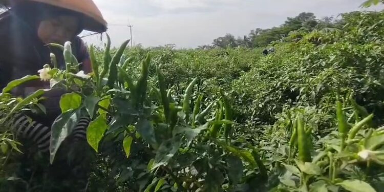 Harga Cabai Rawit Meroket Petani Raup Untung Jutaan Rupiah