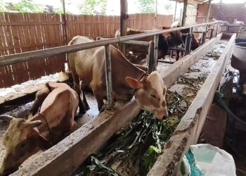 38 Ekor Sapi Di Cirebon Terjangkit Penyakit PMK, Petugas Lakukan Pemberian Obat