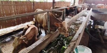 38 Ekor Sapi Di Cirebon Terjangkit Penyakit PMK, Petugas Lakukan Pemberian Obat