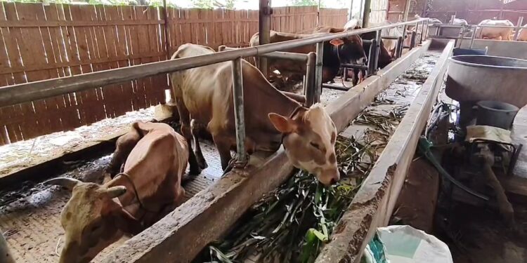38 Ekor Sapi Di Cirebon Terjangkit Penyakit PMK, Petugas Lakukan Pemberian Obat