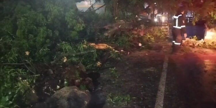 Akibat Hujan Deras Pohon Berukuran Besar Tumbang dan Tutup Jalan Nasional Kuningan – Cirebon