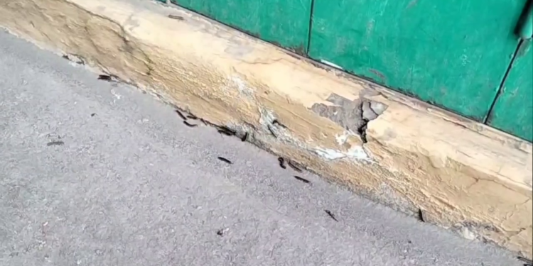 Diduga Berasal Dari Perkebunan Eks Bangunan Pabrik, Ribuan Ulat Kaki Seribu Serang Permukiman