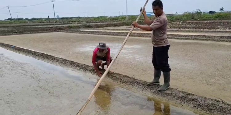 Sosok Polisi Sekaligus Jadi Petani Garam Bripka Ridwan Kelola 10 Hektare Lahan Garam