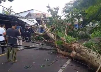 Angin Kencang Pohon Tumbang Timpa Pengendara Motor