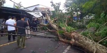 Angin Kencang Pohon Tumbang Timpa Pengendara Motor