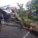 Angin Kencang Pohon Tumbang Timpa Pengendara Motor