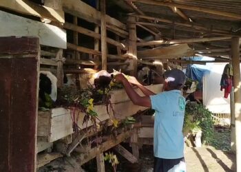 Geger, Belasan Ekor Kambing Mati Mengenaskan Diduga Gigitan Anjing Liar
