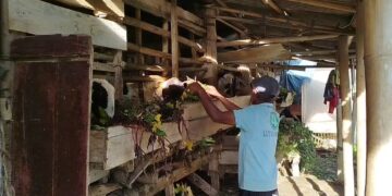 Geger, Belasan Ekor Kambing Mati Mengenaskan Diduga Gigitan Anjing Liar