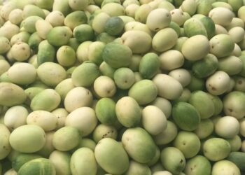 Berkah Ramadhan Panen Timun Suri, Harga Melimpah