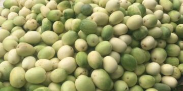 Berkah Ramadhan Panen Timun Suri, Harga Melimpah