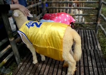 Unik Kontes Domba Dan Peranakan Domba Dengan Gunakan Baju