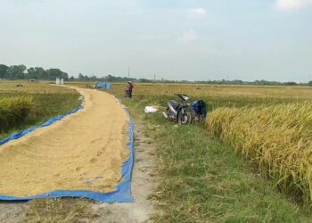 Jelang Musim Tanam Kedua BBWS Cimancis Gencar Perluas Program Irigasi Padi Hemat Air