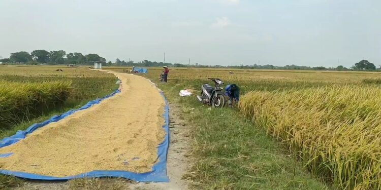 Jelang Musim Tanam Kedua BBWS Cimancis Gencar Perluas Program Irigasi Padi Hemat Air