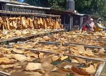 Berkah Hari Raya Idul Qurban, Kulit Sapi Kebanjiran Orderan Kulit Sapi