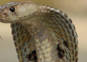 Heboh! Pria Asal Amerika Serikat Rela Digigit Ular Hingga 200 Kali