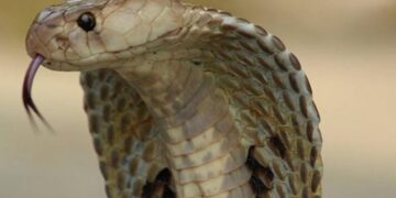 Heboh! Pria Asal Amerika Serikat Rela Digigit Ular Hingga 200 Kali