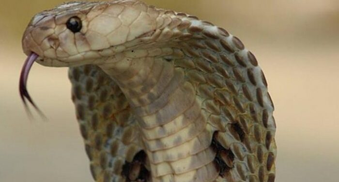 Heboh! Pria Asal Amerika Serikat Rela Digigit Ular Hingga 200 Kali