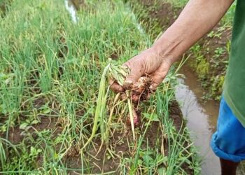 Diguyur Hujan Deras, Tanaman Bawang Rusak hingga Rugi Jutaan Rupiah
