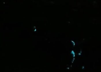 Langka! Laut di Bawah Jembatan Suramadu Bercahaya di Malam Hari