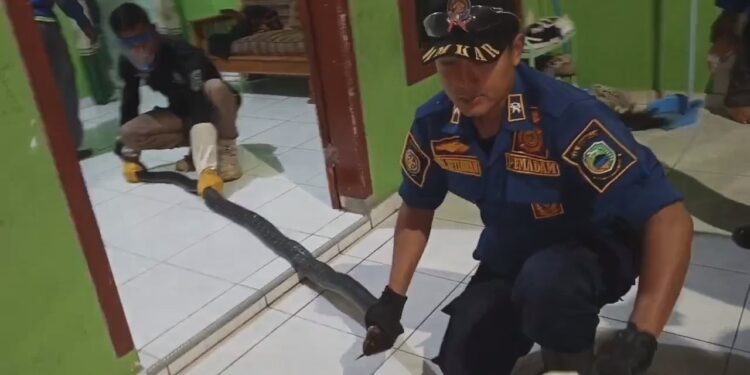 Geger! Ular King Kobra Sepanjang Empat Meter Masuk Rumah Warga
