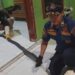 Geger! Ular King Kobra Sepanjang Empat Meter Masuk Rumah Warga