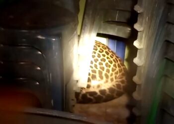 Macan Tutul Masuk Kantor Desa Hebohkan Warga, Evakuasi Berlangsung Dramatis