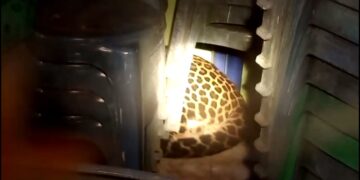 Macan Tutul Masuk Kantor Desa Hebohkan Warga, Evakuasi Berlangsung Dramatis