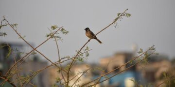 Hati-Hati! Putar Suara Burung Bisa Kena Royalti