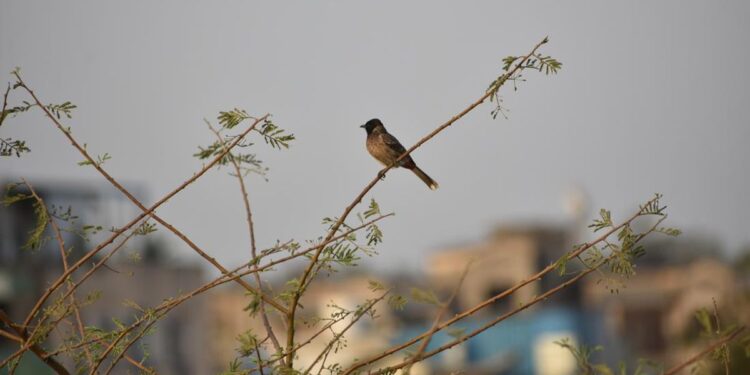 Hati-Hati! Putar Suara Burung Bisa Kena Royalti
