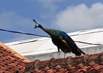 Sudah dua hari, seekor merak hijau tak bertuan berkeliaran di perumahan