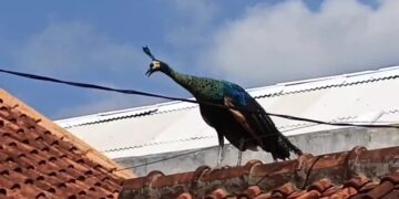 Sudah dua hari, seekor merak hijau tak bertuan berkeliaran di perumahan