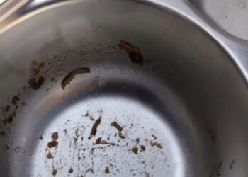 Viral! Temuan Makanan Bergizi Gratis dengan Kondisi Basi dan Ditemukan Ulat dalam Makanan