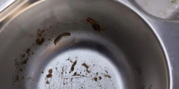 Viral! Temuan Makanan Bergizi Gratis dengan Kondisi Basi dan Ditemukan Ulat dalam Makanan