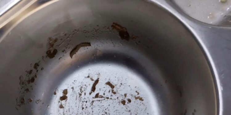 Viral! Temuan Makanan Bergizi Gratis dengan Kondisi Basi dan Ditemukan Ulat dalam Makanan