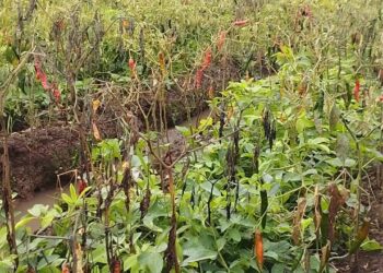 Cuaca Buruk, Hasil Panen Petani Cabai Menurun Drastis