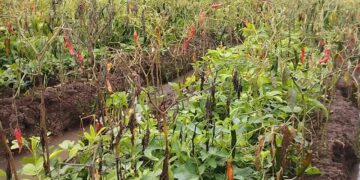 Cuaca Buruk, Hasil Panen Petani Cabai Menurun Drastis