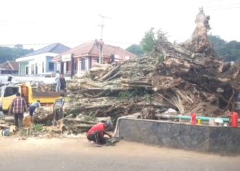 Pohon Setinggi 27 Meter Roboh Menimpa Warung Warga