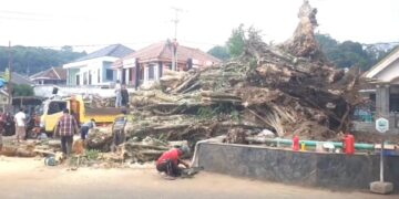 Pohon Setinggi 27 Meter Roboh Menimpa Warung Warga