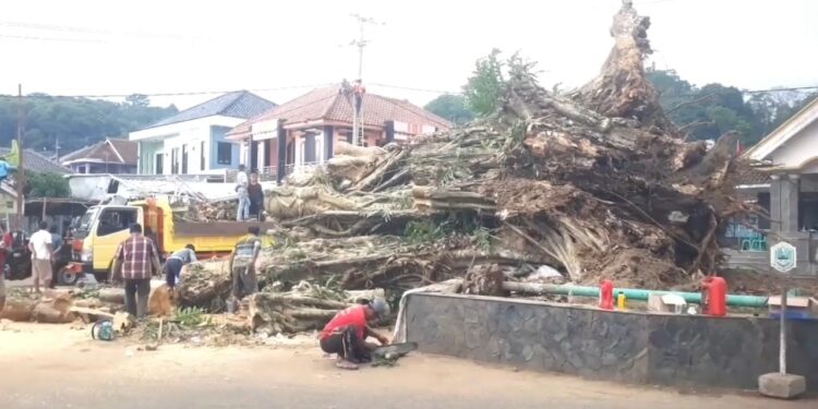Pohon Setinggi 27 Meter Roboh Menimpa Warung Warga