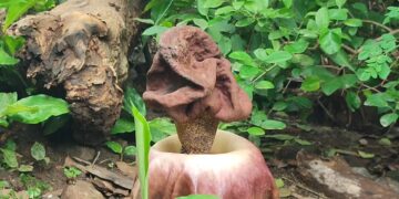 Unik Jadi Perhatian, Bunga Bangkai Tumbuh Di Area Pemukiman