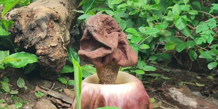 Unik Jadi Perhatian, Bunga Bangkai Tumbuh Di Area Pemukiman